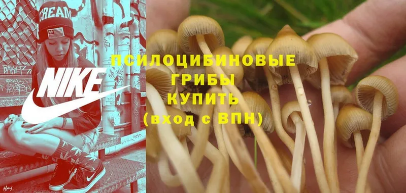 Галлюциногенные грибы Magic Shrooms  дарк нет как зайти  Онега 